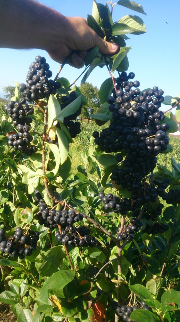 Aroniabeeren