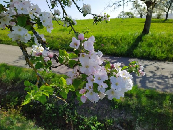 Apfelblüte