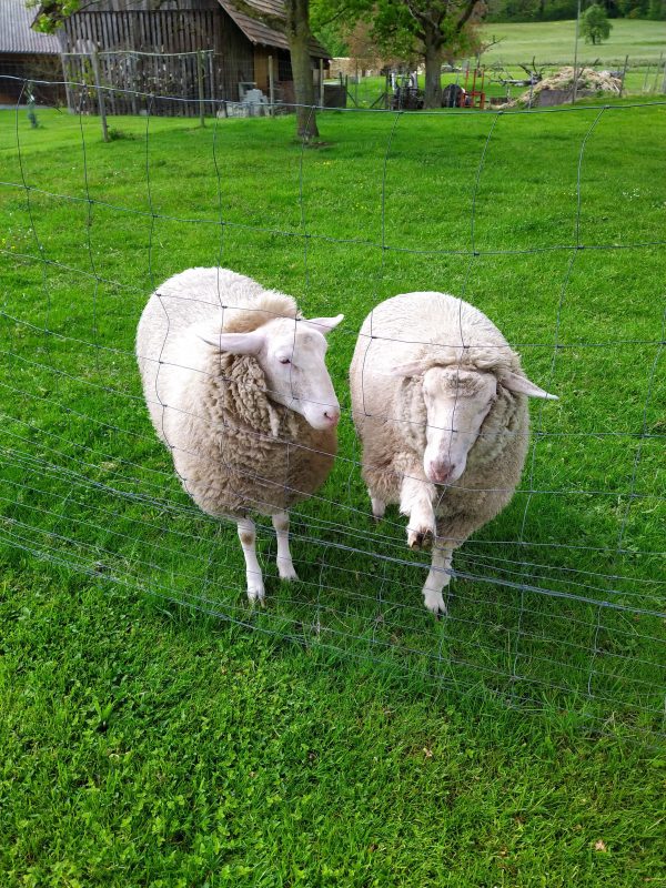 Schafe Heidi und Maja