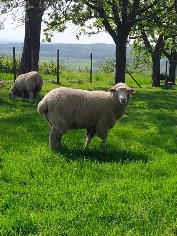 Streicheltiere