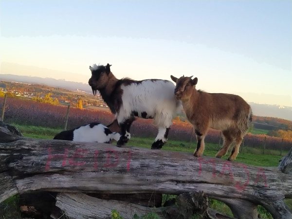 Ziegen Idefix und Bambi