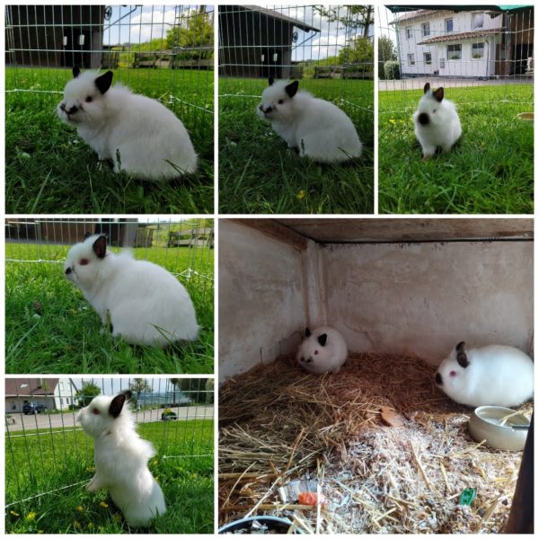 Hasen Lia und Mia