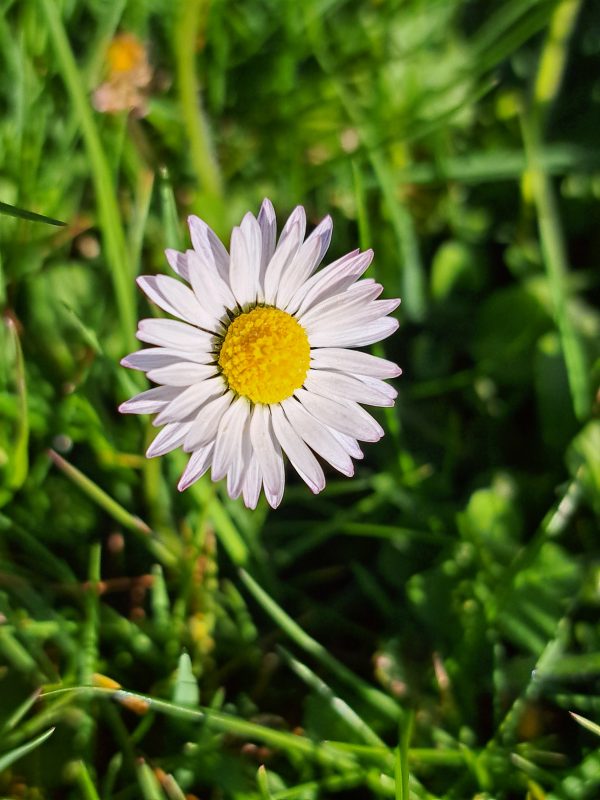 Gänseblümchen