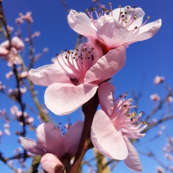 ferienhof-gehrenberg-am-bodensee-Pfirsichblüte