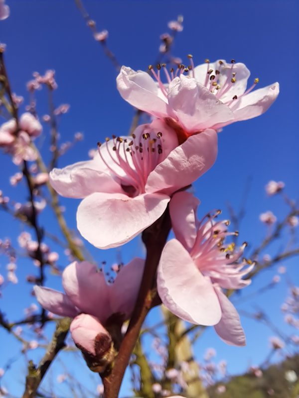 Pfirsichblüte